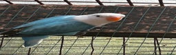 Lovebirds birds for sale: Mutations oplines Fishers lovebirds in Birmingham - Advert 5