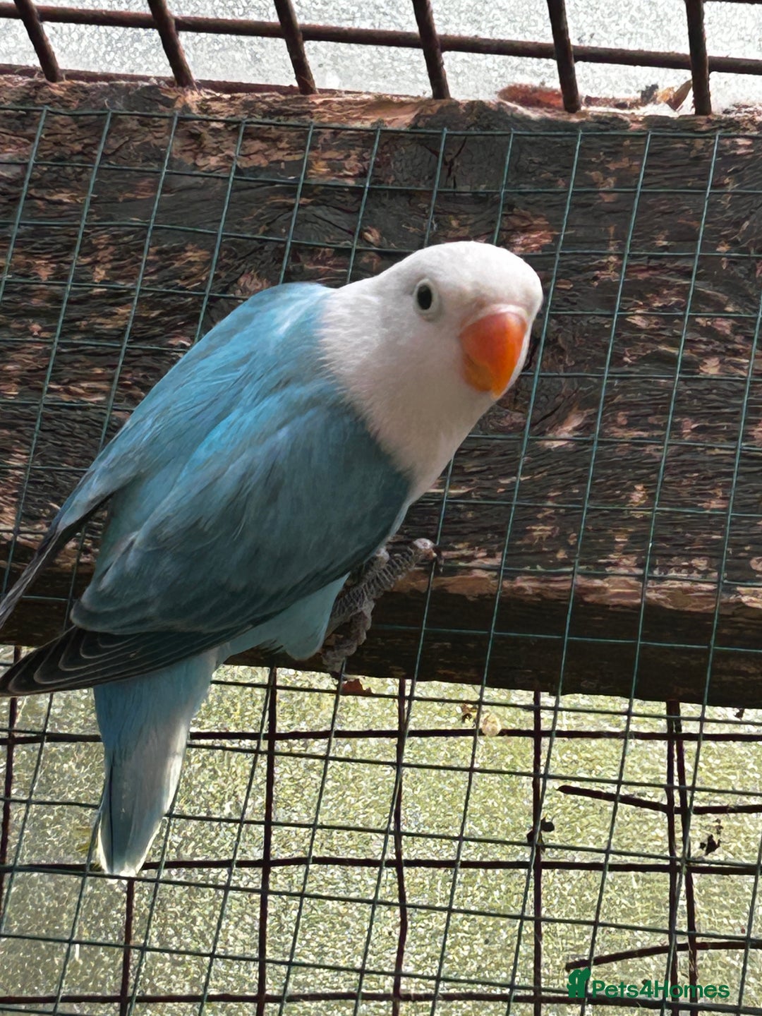 Lovebirds birds for sale: Mutations oplines Fishers lovebirds in Birmingham - Image 5