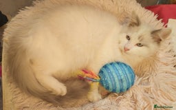Ragdoll cats for sale: RAGDOLL BICOLOUR BOY BLUE EYES READY NOW! - Image 9
