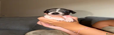 Chiweenie 1 MALE