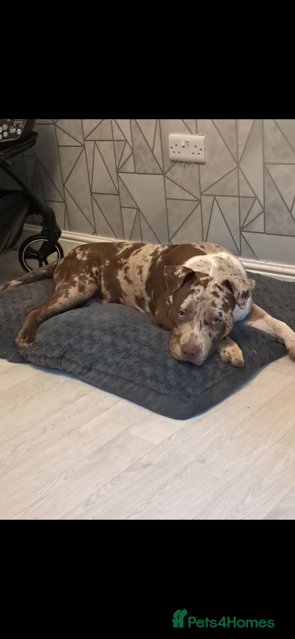 Mixed Breed dogs Beautiful boy looking for a loving home - Advert 1