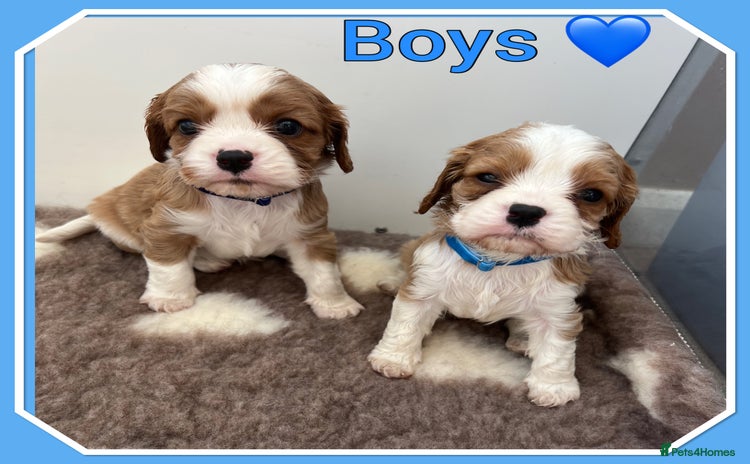 Cavalier King Charles Spaniel dogs - Advert 9