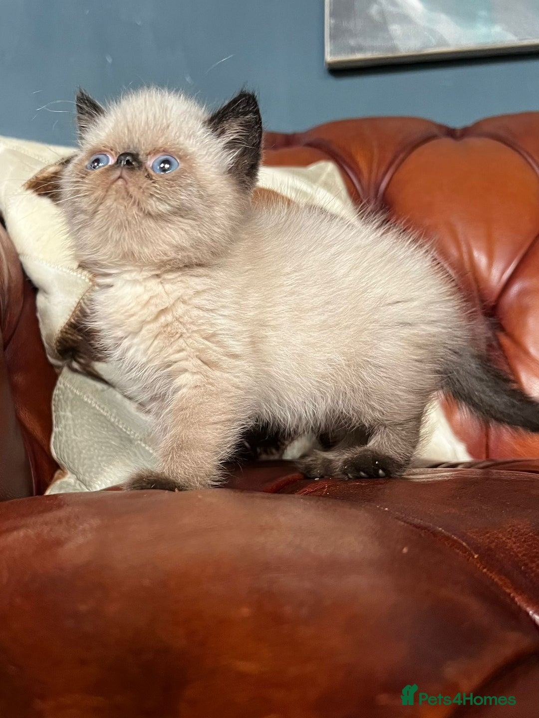 Exotic cats for sale: Last Remaining Exotic Shorthair Boy - Image 9
