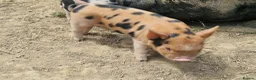 Pig livestock for sale: Piglets - Advert 8