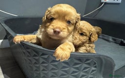 Cockapoo dogs for sale: Cockapoo puppies for sale - Image 12