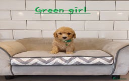 Cavachon dogs for sale: Cavapoochon puppies 🥰 - Image 9
