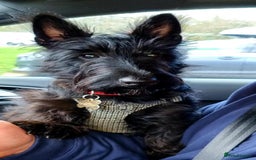 Scottish Terrier dogs for sale: Scottish terrier puppies - Advert 3