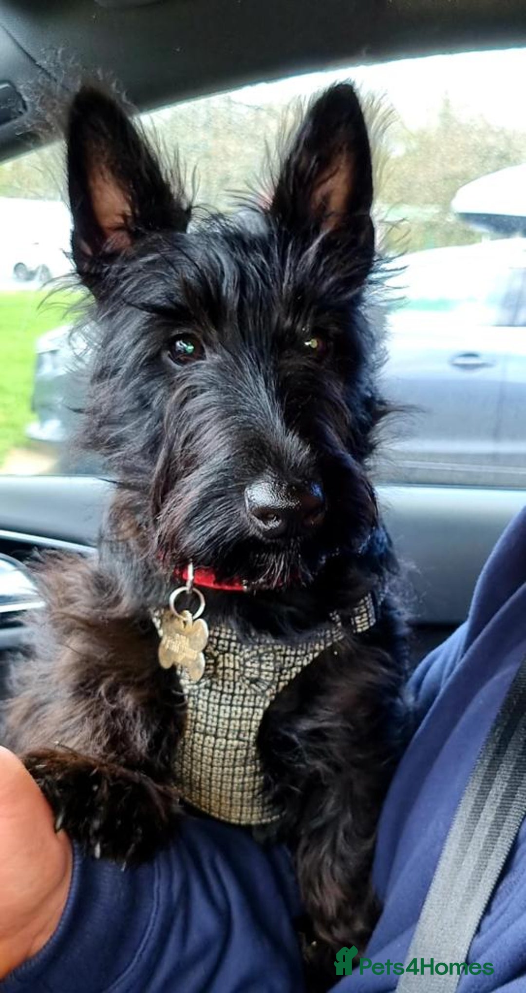 Scottish Terrier dogs for sale: Scottish terrier puppies - Advert 3