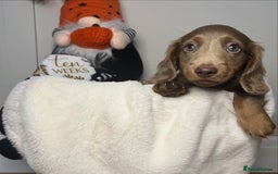 Miniature Dachshund dogs for sale: 🤍🐾 STUNNING DAPPLE BOY READY TO GO 🐾🤍 - Image 17