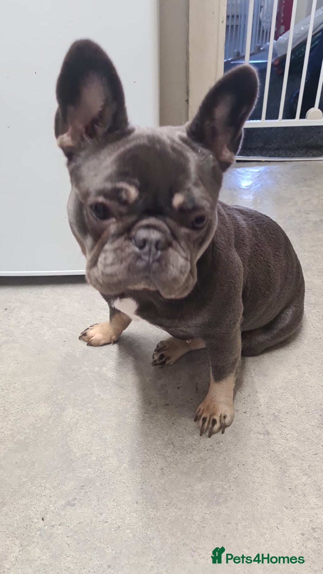 French Bulldog dogs for sale: 2 female l4 french bulldogs  - Advert 3