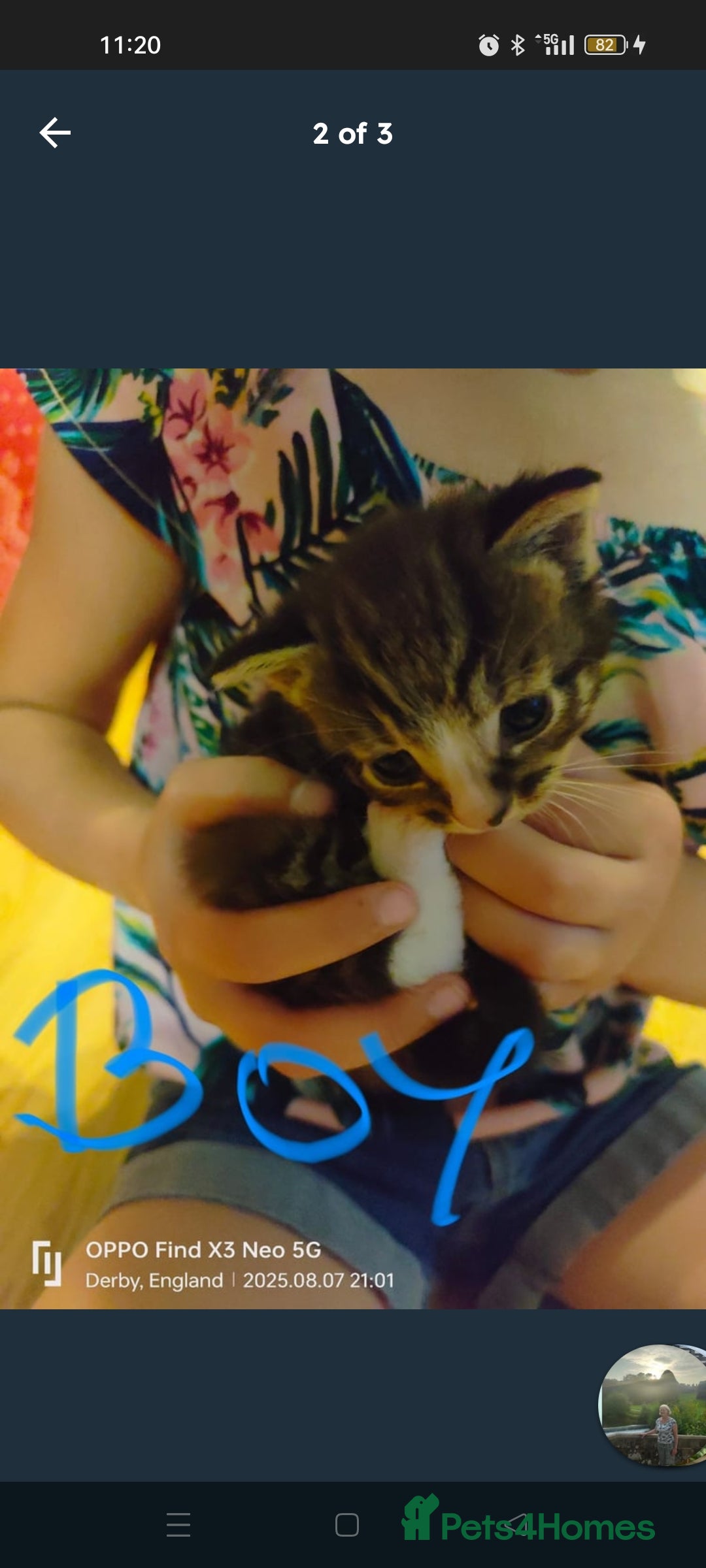 Mixed Breed cats for sale: Three beautiful kittens  - Image 1