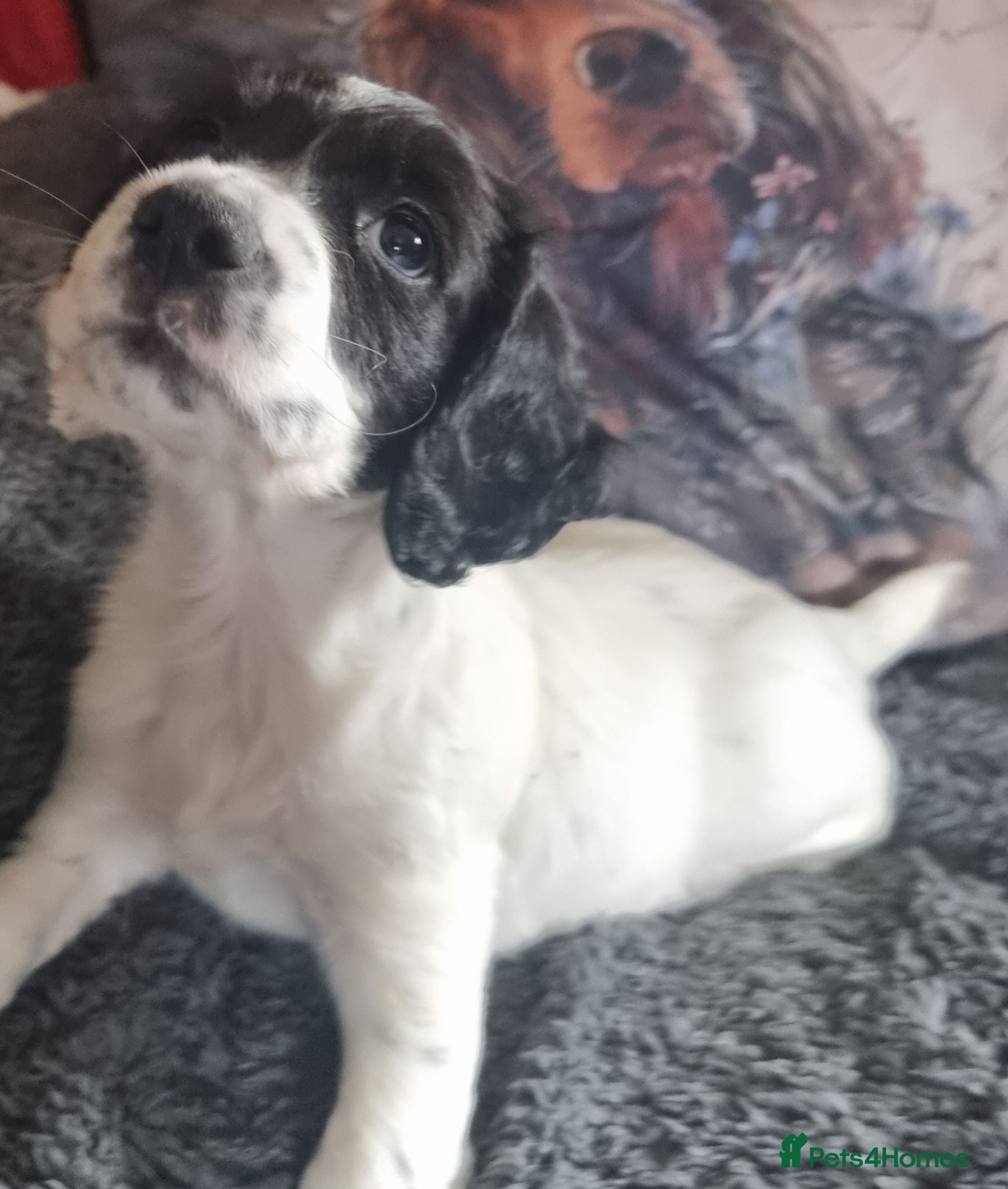 Cocker Spaniel dogs Cocker spaniel pups - Advert 1