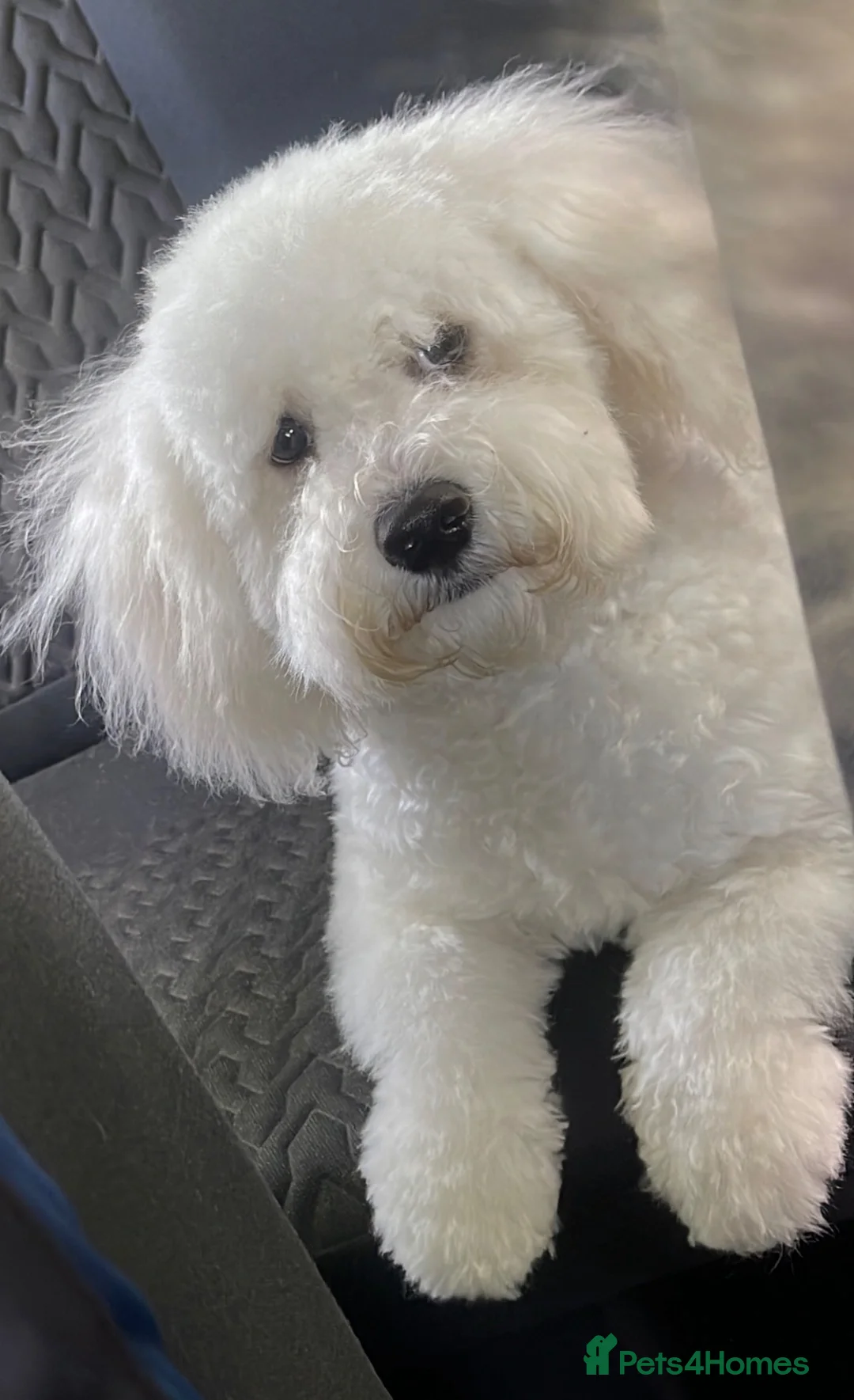 Bichon Frise dogs for stud: Handsome Purebred Bichon Frise Available for Stud  in Fareham - Advert 1