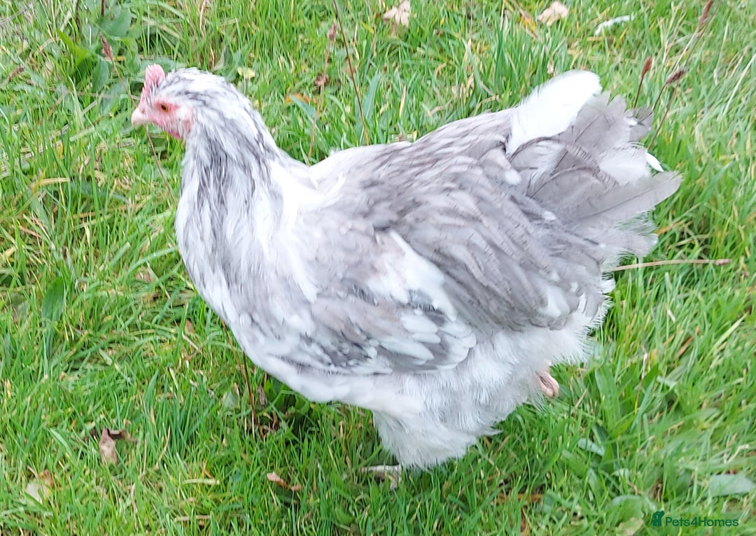 Chickens poultry for sale: Blue splash Orpington cockeral  - Image 2