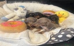 Dachshund dogs for sale: Stunning litter of Dachshund puppies 🌈🥰 - Image 14