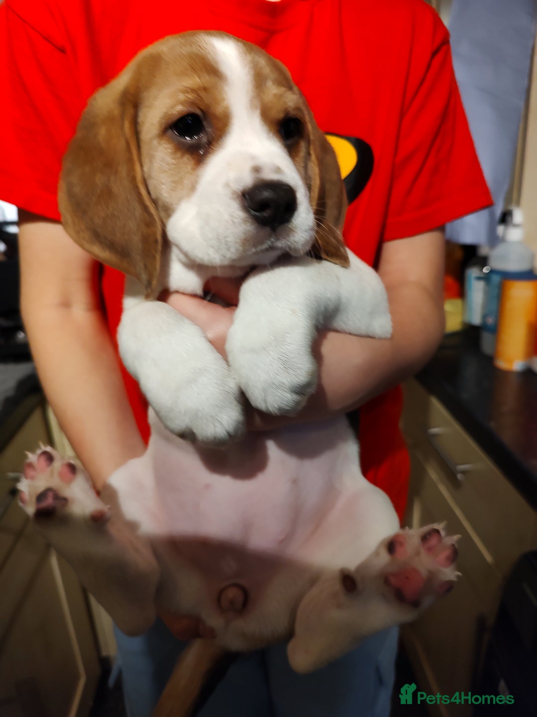Beagle dogs for sale: Beagle puppy's  - Advert 12