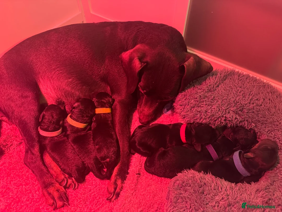 Mixed Breed dogs for sale: CockerDoodleDoo in Market Harborough - Advert 3