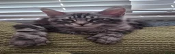 Maine Coon cats for sale: Mainecoon tica reg polydactyl kittens - Advert 3