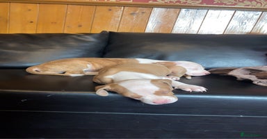 Mixed Breed dogs - Advert 2