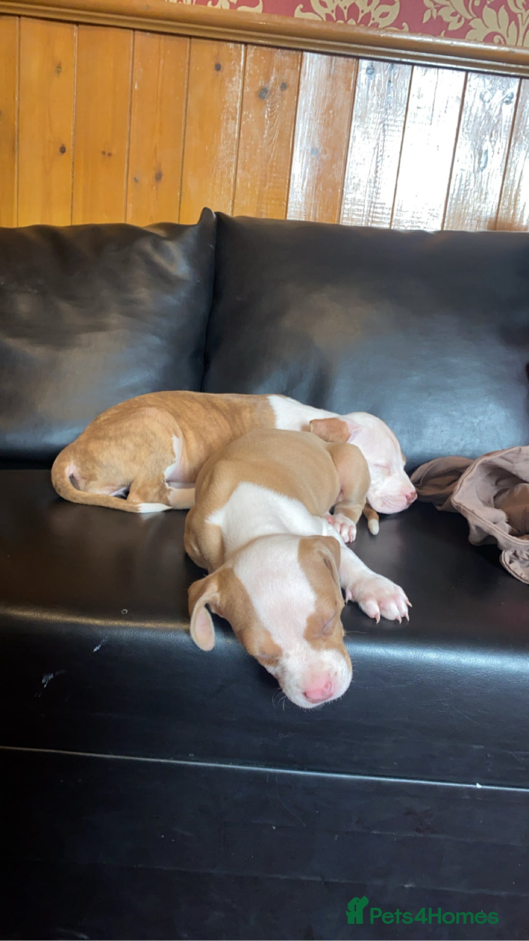 Mixed Breed dogs for sale: 2 beautiful Staffordshire bull terrier mix - Image 2