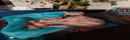 Sphynx cats for sale: Stunning blue sphinx kittens  - Advert 12