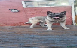 Akita dogs for stud: American Akita 2 years old . Stud  - Image 1