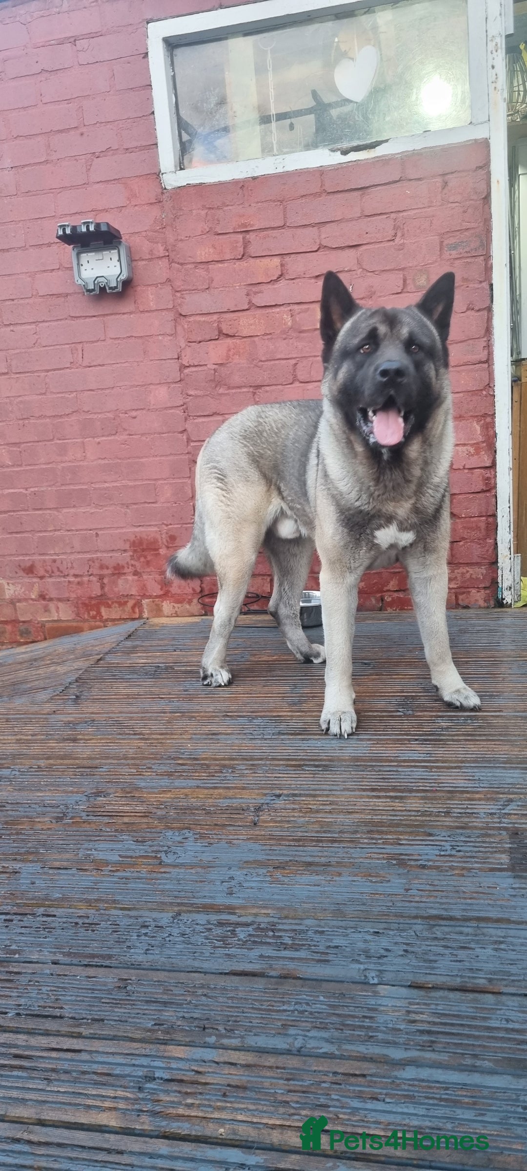 Akita dogs for stud: American Akita 2 years old . Stud  - Image 1