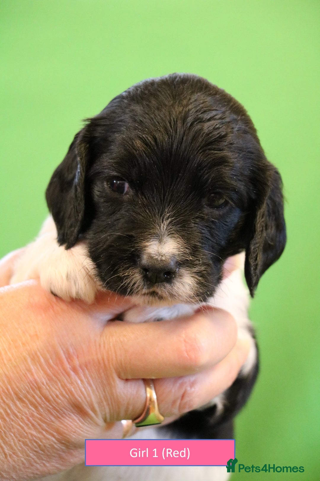 English Springer Spaniel dogs for sale: Health Tested English Springer Spaniel Puppies - Advert 4