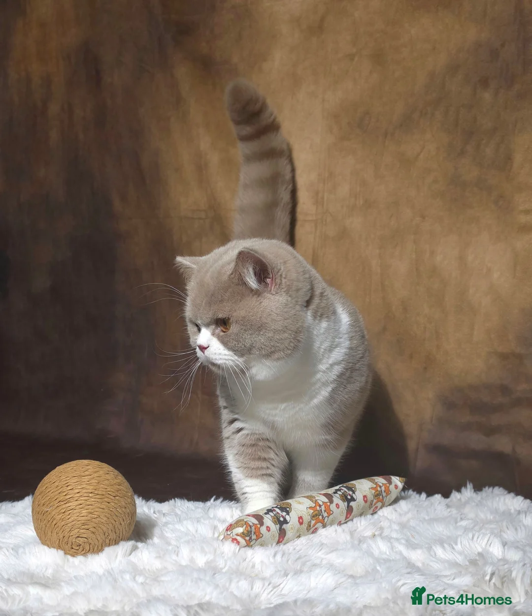 British Shorthair cats for stud: Fawn bi STUD ( Limited queens) - Advert 5