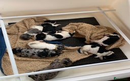 Bernedoodle dogs for sale: Standard Bernedoodle Blue Merle, Black White. - Image 36