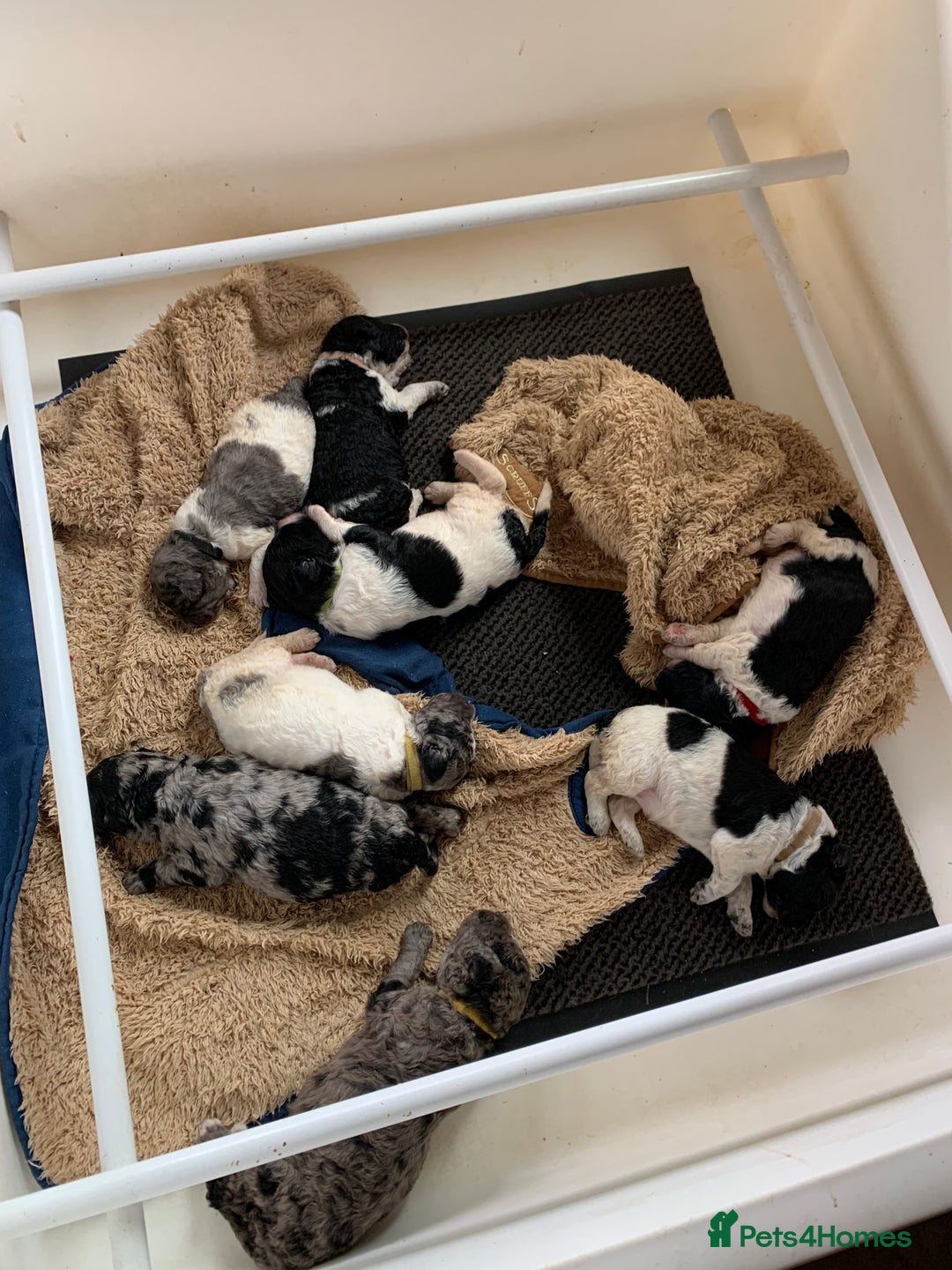 Bernedoodle dogs for sale: Standard Bernedoodle Blue Merle, Black White. - Image 36