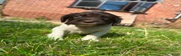 English Springer Spaniel dogs for sale: English Springer Spaniel, KC registered puppies - Advert 27