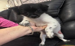 Chihuahua dogs for sale: Long haired chihuahua’s - Advert 6