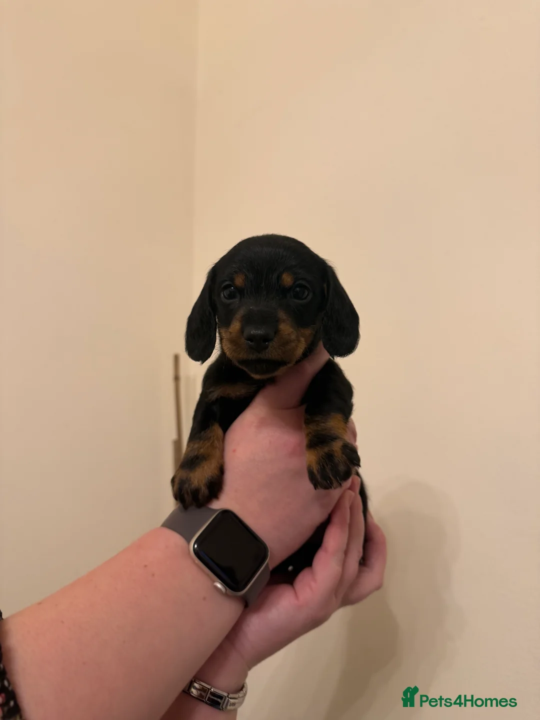 Miniature Dachshund dogs for sale: Miniature Dachshunds  - Advert 8