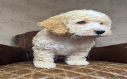 Cockapoo dogs for sale: Pedro f1 cockapoo  - Image 14