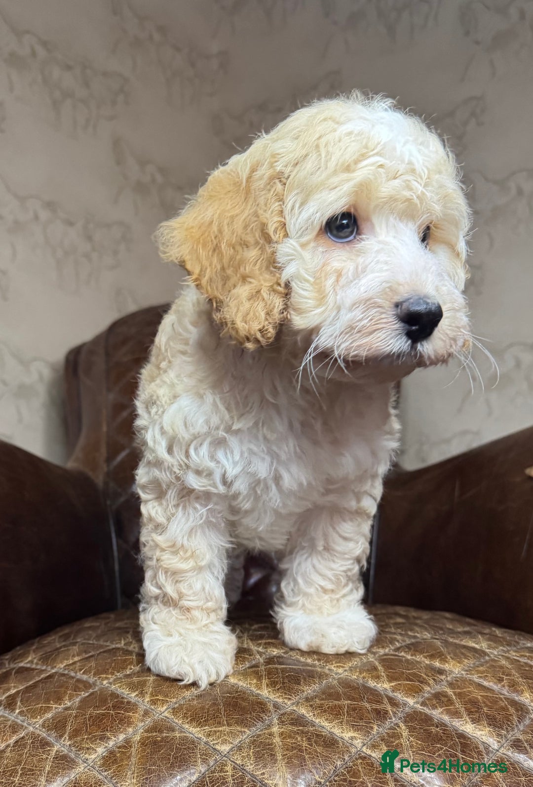 Cockapoo dogs for sale: Pedro f1 cockapoo  - Image 14