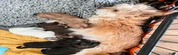 Chorkie dogs for sale: Beautiful Chorkie Puppies for Sale 🐶 - Advert 1