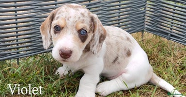 Miniature Dachshund dogs - Advert 12