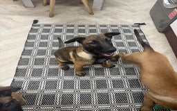 Belgian Shepherd Dog dogs for sale: Belgian malinois puppies  - Image 15