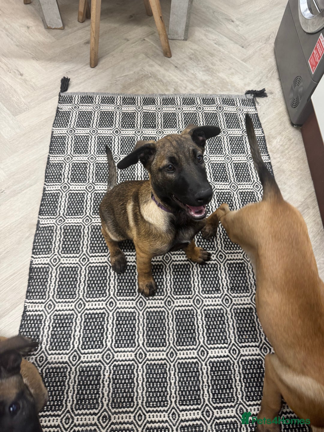 Belgian Shepherd Dog dogs for sale: Belgian malinois puppies  - Image 15