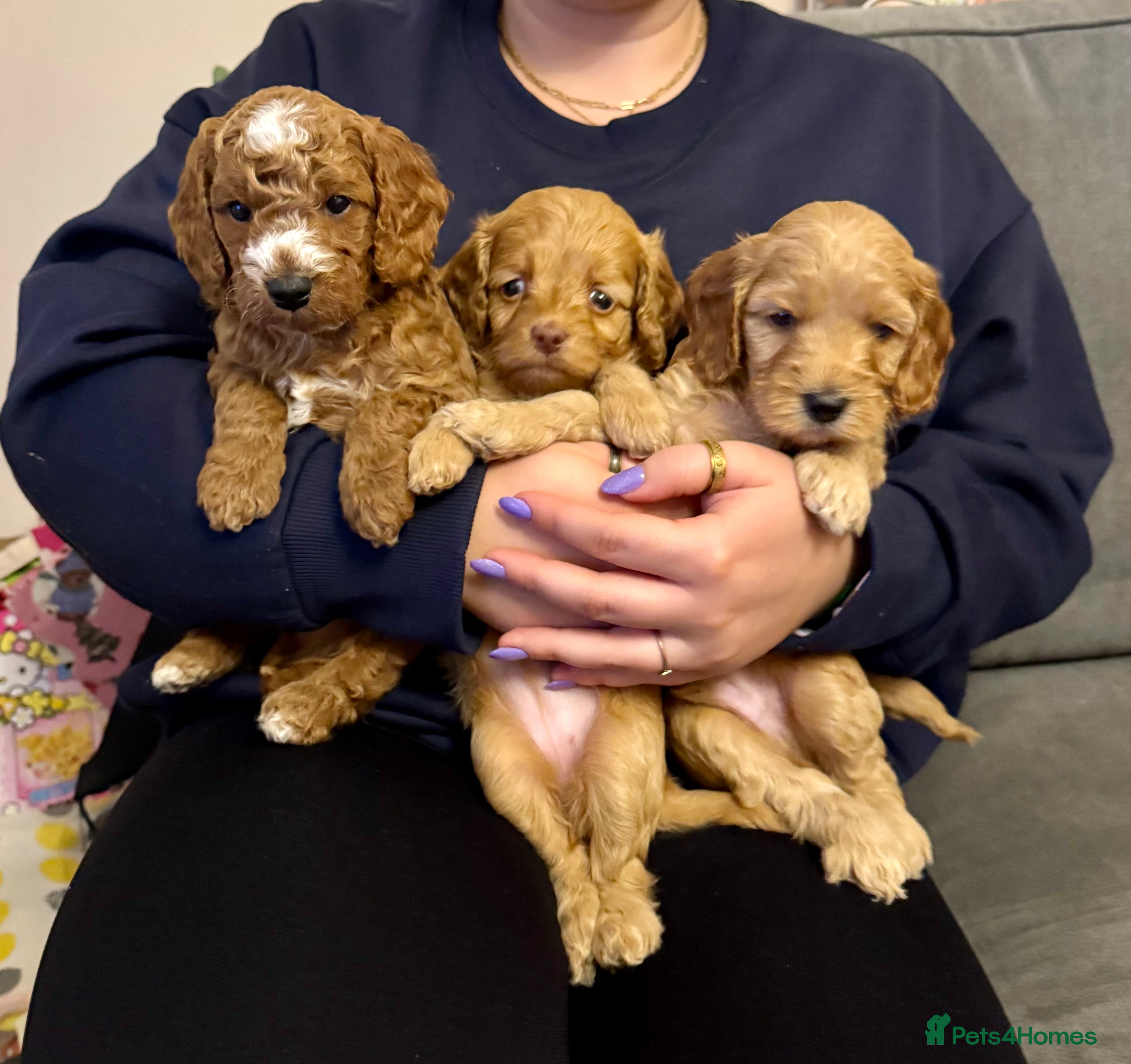 Cockapoo dogs Cockapoo ready for Half term  - Advert 15