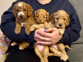 Cockapoo dogs Cockapoo ready for Half term - Advert 8