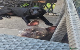 Labrador Retriever dogs for sale: 14 week old lab puppy  - Image 3