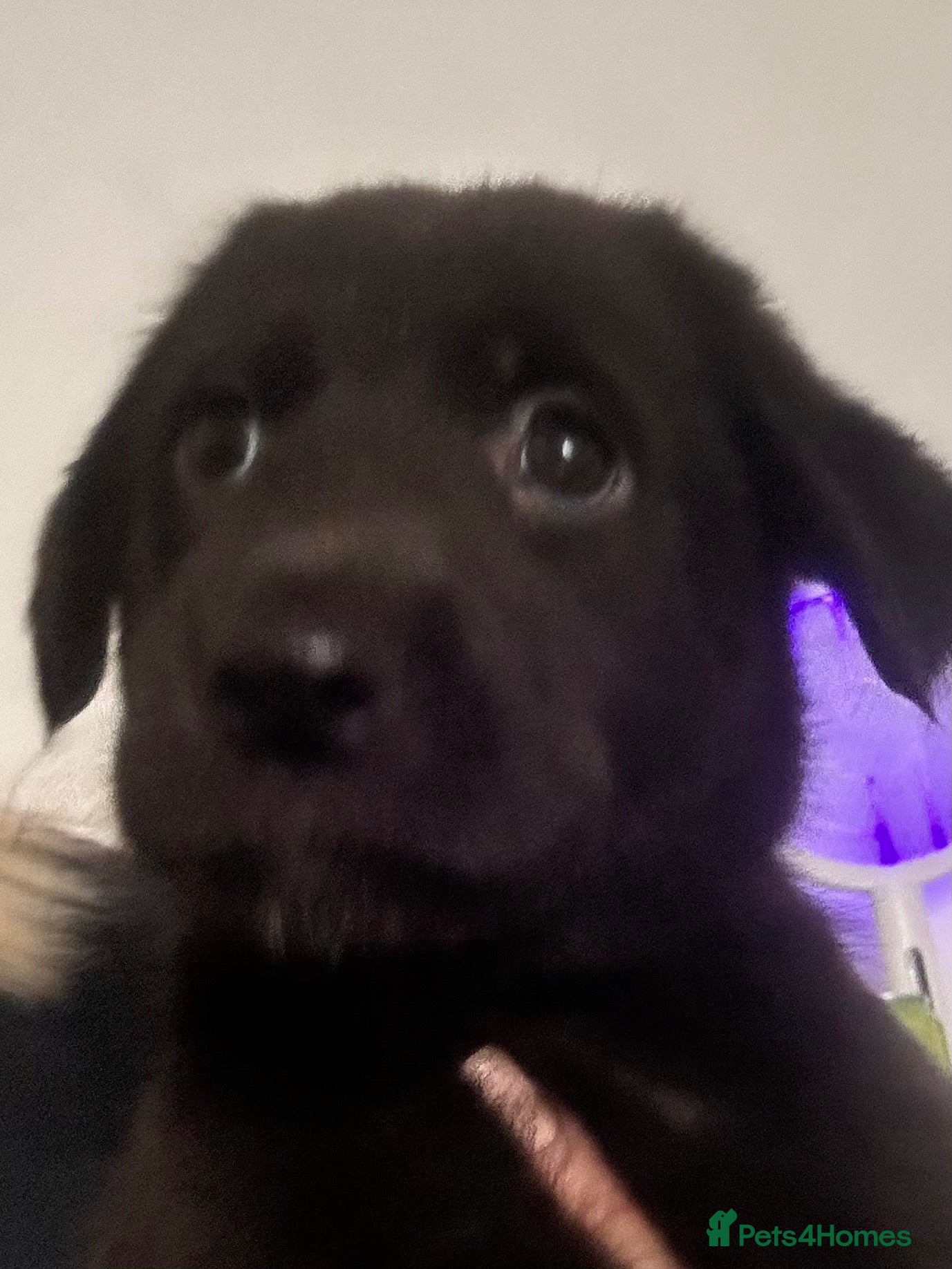 Sheprador dogs Stunning Jet Black Pups - Advert 2