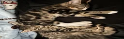 Mixed Breed cats for sale: tabby kitten for Adoption - Advert 3