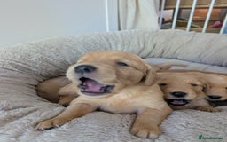 Golden Retriever dogs for sale: Beautiful Golden retriever puppies  - Image 2