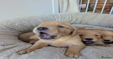 Golden Retriever dogs - Advert 4