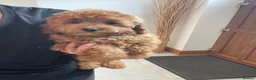 Cavapoochon dogs for sale: Ready Now/ Beautiful Cavapoochons-fully vaccinated in Lutterworth - Advert 3