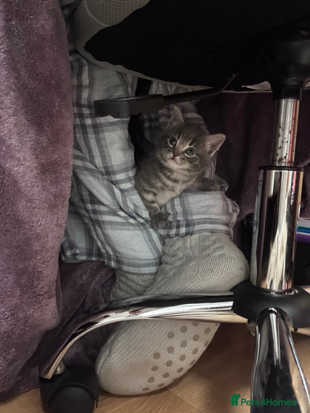 Mixed Breed cats for sale: 3 little grey cuties  - Advert 9