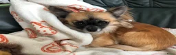 Chihuahua dogs for sale: Longhaired chihuahua puppies - Advert 33